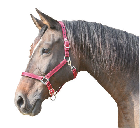 Afbeeldingen van Mustang halster 2x verst. rood/zwart-2 - Cob