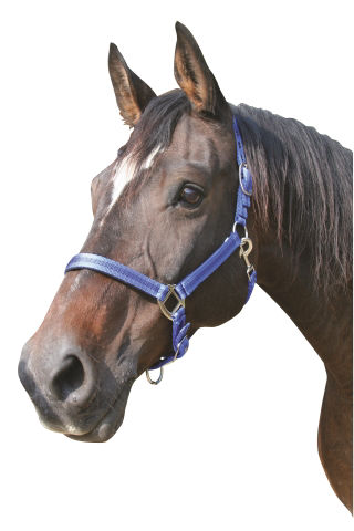 Afbeeldingen van Mustang halster 2x verst. blauw/zwart-2 - Cob