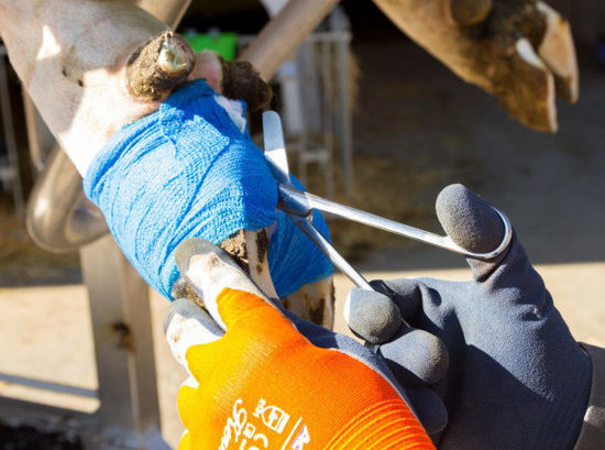 Afbeeldingen van Handschoen Fijn gebreid ActivGrip XA325 oranje mt 8