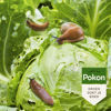 Afbeeldingen van Pokon Bio Tegen Slakken, Korrels, 450gr