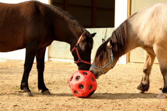 Afbeeldingen van Voeder/speel bal rood