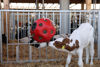 Afbeeldingen van Voeder/speel bal rood