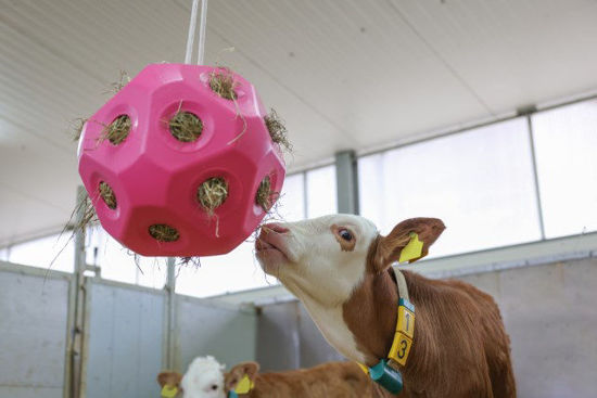 Afbeeldingen van Voeder/speel bal roze