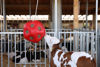 Afbeeldingen van Voeder/speel bal rood