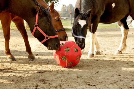 Afbeeldingen van Voeder/speel bal rood