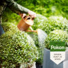 Afbeeldingen van Pokon Bio Buxus & Ilex Voeding 500 ml