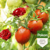 Afbeeldingen van Pokon Bio Tegen Insecten Spray 800ml 'Polysect GYO Spray'