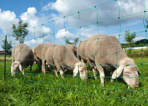 Afbeeldingen van AKO Schapennet OviNet GROEN 108cm x 50m DUBBELE PEN