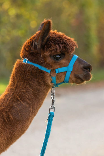 Afbeeldingen van Alpaca Halster Blauw